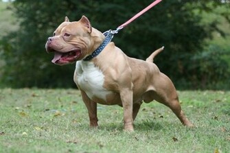 All About Animal Wildlife American Pitbull Terrier HD Wallpaper