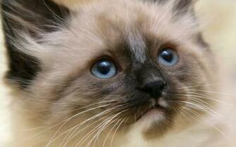 Himalayan Mix Kitten Animal Wallpaper