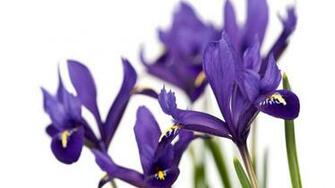 Purple Iris Wallpaper