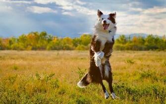Dogs Autumn Fall Wallpaper