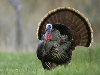 Wallpaper Turkey Animal Wild HD