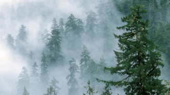 Foggy Forest Wallpaper HD