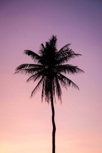 Palm Tree Photography iPhone Aesthetic Wallpaper