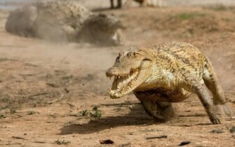 Beautiful Wallpaper For Desktop Crocodile HD
