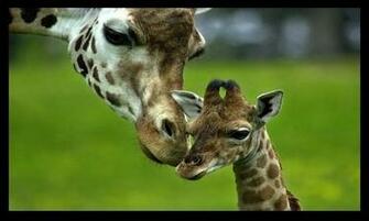 Giraffe Wallpaper Wild Animal Background Cute