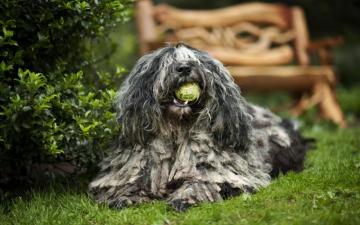 Wallpaper Polish Lowland Sheepdog 4k Shaggy Dog Close