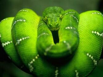 Green Snake Wallpaper Grey Head Of