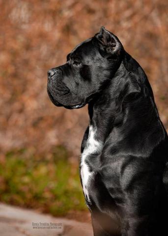 Rothorm Jy Dream Rammer Jammer Puppies Corso Dog Cane