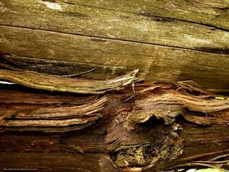 Wallpaper Material Wood Bough Fiber Desktop