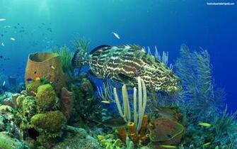 Descargar Imagen Aquarium Wallpaper Fish Live Picture