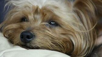 Yorkshire Terrier Wallpaper HD