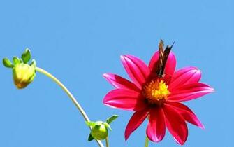 Get Flower Wallpaper For Desktop