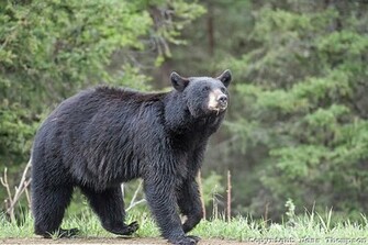 Black Bear Cool Wallpaper