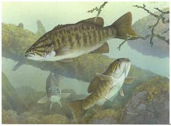 Bass Fishing Wallpaper Background