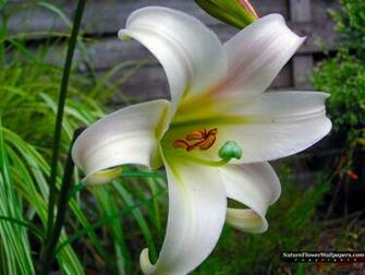 Lilium Wallpaper Resolution