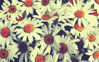 Vintage Flower Wallpaper Net