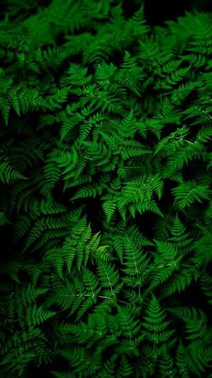 Wallpaper Leaves Plant Green QHD Samsung