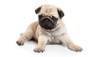 Cute Pug Puppy Wallpaper HD
