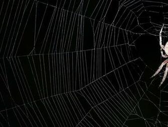 Spiderweb Background Iii I D Taken An Earlier