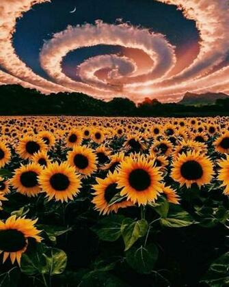 Sunflower Clouds Graphics Edit Wallpaper Nature