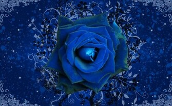 Tags Blue Rose Wallpaper Orange Red