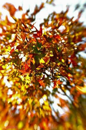 Fall Leaves iPhone Wallpaper Image Pictures Becuo
