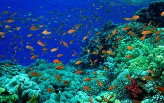 Ocean Floor Wallpaper
