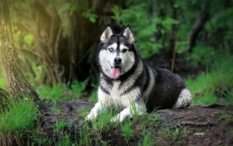 Siberian Husky Wallpaper HD Black Grey