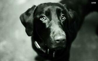 Black Labrador Wallpaper