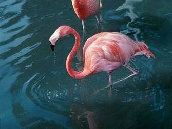 Pink Flamingo Wallpaper