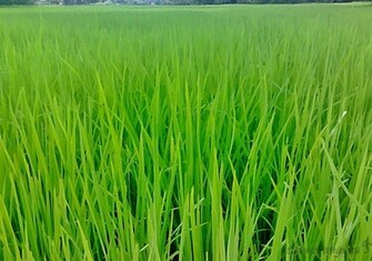 Green Grass Wallpaper