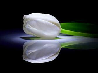 White Tulip Wallpaper Screensaver Pre Id