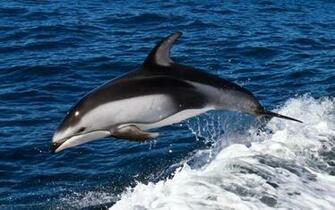 Dolphin Swimming