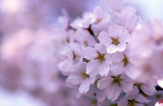 Lilac Tree Wallpaper