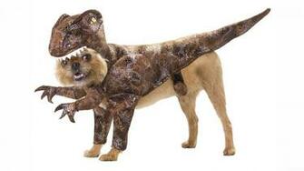 Funny Dog Wallpaper1 Dogs Wallpaper
