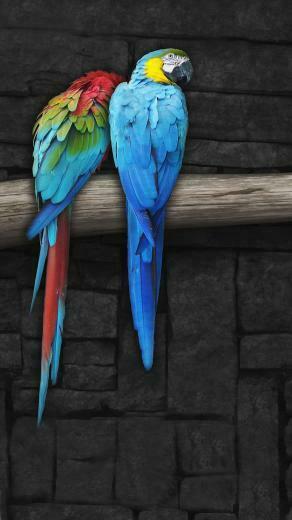 HD Beautiful Parrots Mobile Phone Wallpaper