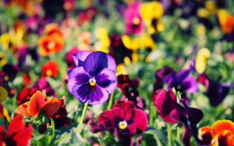 Wallpaper Flower For Mobile And Desktop
