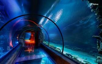 Animated Wallpaper 3d Aquarium Ocean Life Wallpaprer