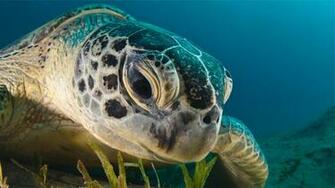 Sea Turtle Computer Wallpaper Desktop Background