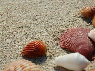 Wallpaper Background Desktop Nature Seashells