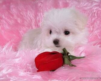 Puppies Vol Fluffy Maltese Puppy On Blankets