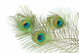 Peacock Feather Background Image Amp Pictures Becuo