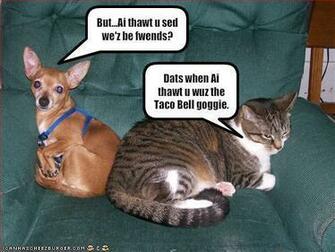 Awesome Dog Cat Taco Bell Photo