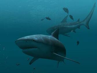 Fische 3d Bildschirmschoner Sharks Animierte