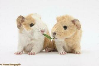 Baby Pig Image