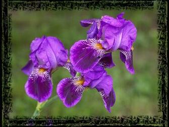 Purple Irises Wallpaper