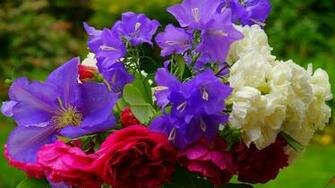 Clematis Wallpaper X Net