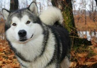 Alaskan Malamute Wallpaper