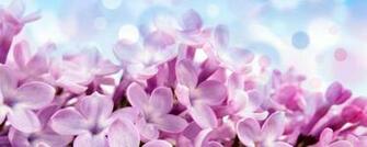 Wallpaper Lilac Flowers Background Bright Dual