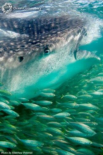 Ocean Conservancy Smartphone Wallpaper